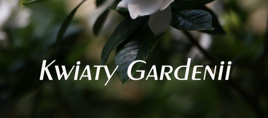 kwiaty-gardenii-wiersze-okladka-head